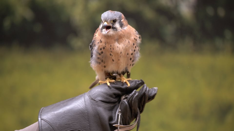 2020 Winter Raptor Fest || Grassland Bird Trust || Virtual Event Video Sample