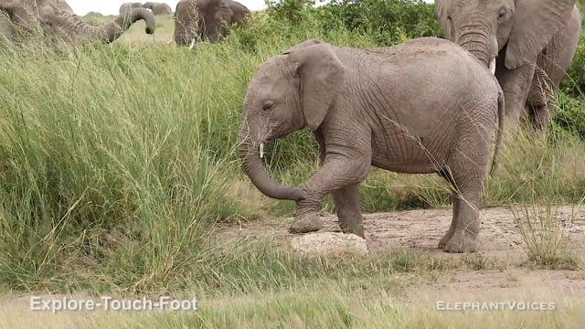 Explore-Touch-Foot. Context: Lone and Object Play (1)
