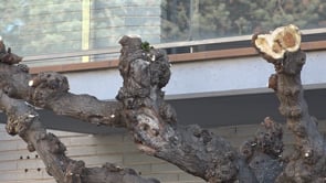 Comença la poda d'arbres a l'Avinguda Girona