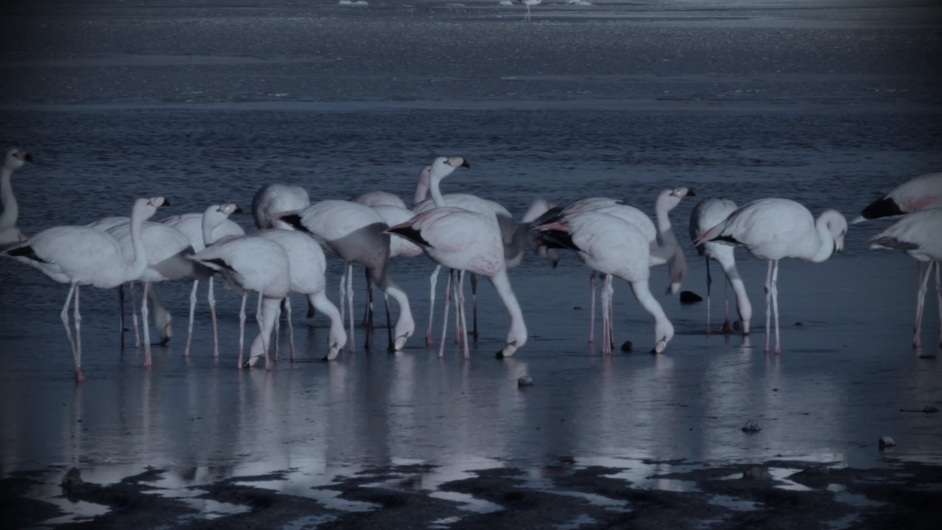 Flamingos