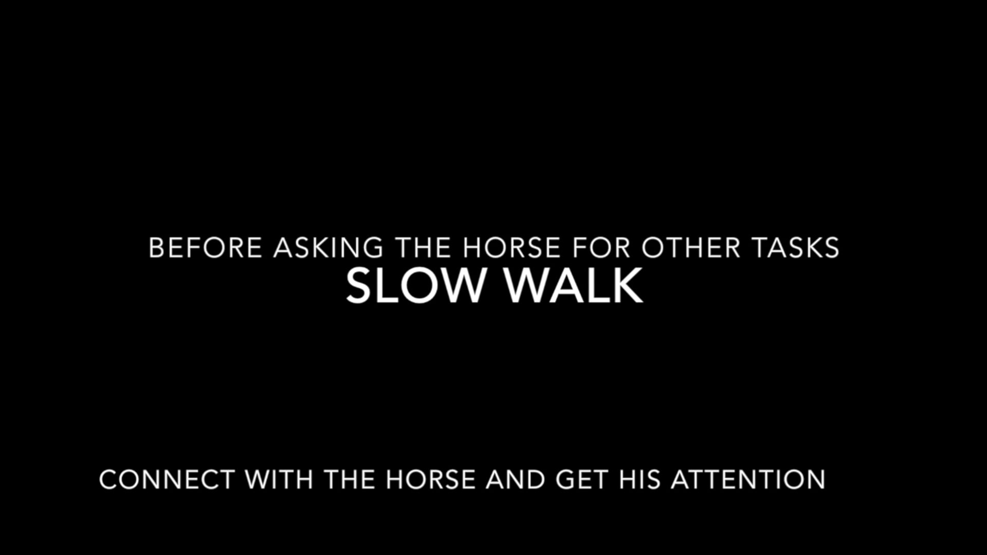 Slow walk – getting the horse attention