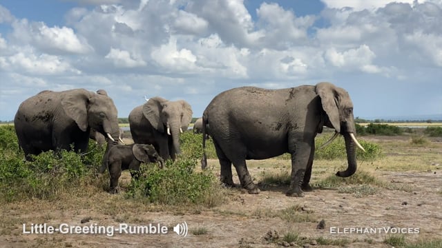 Little-Greeting-Rumble. Context: Affiliative (13)