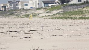 Gain an Audience with Sensitive Shorebirds - excerpt