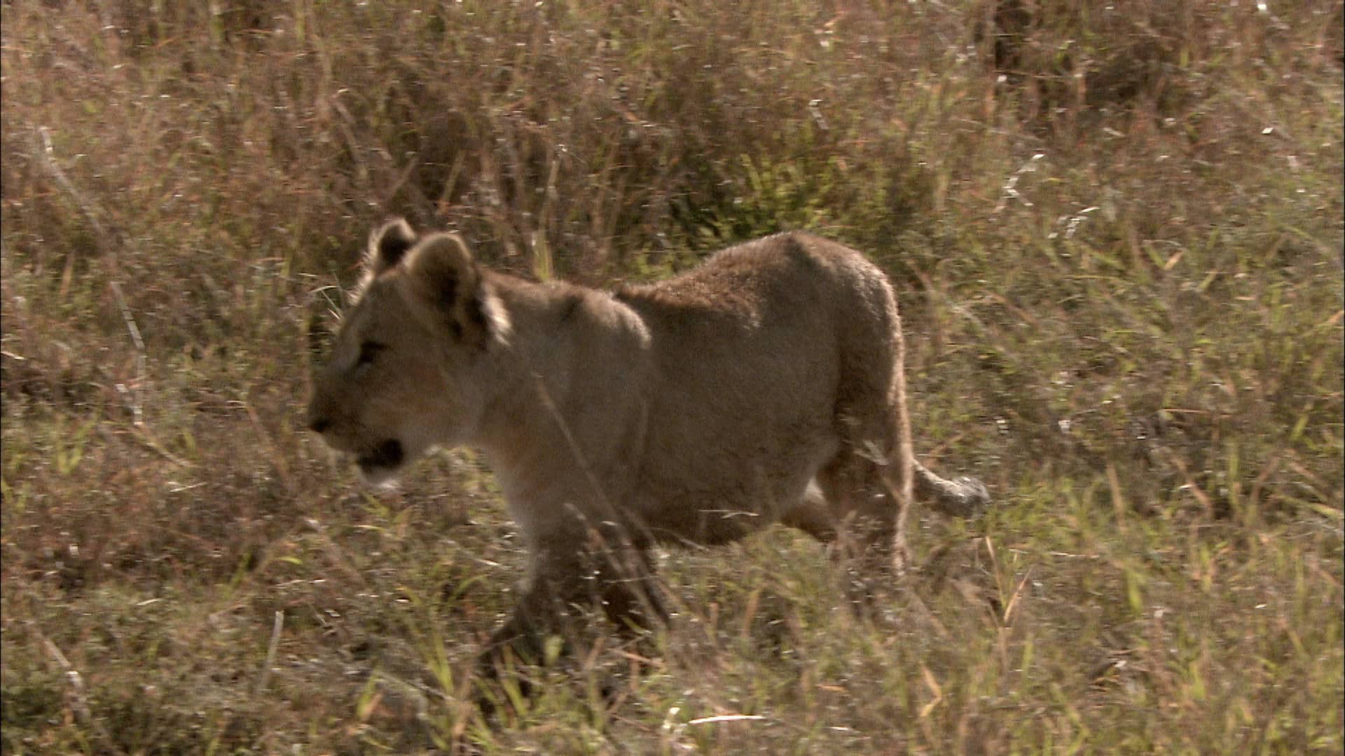 The Flying Lion Kings