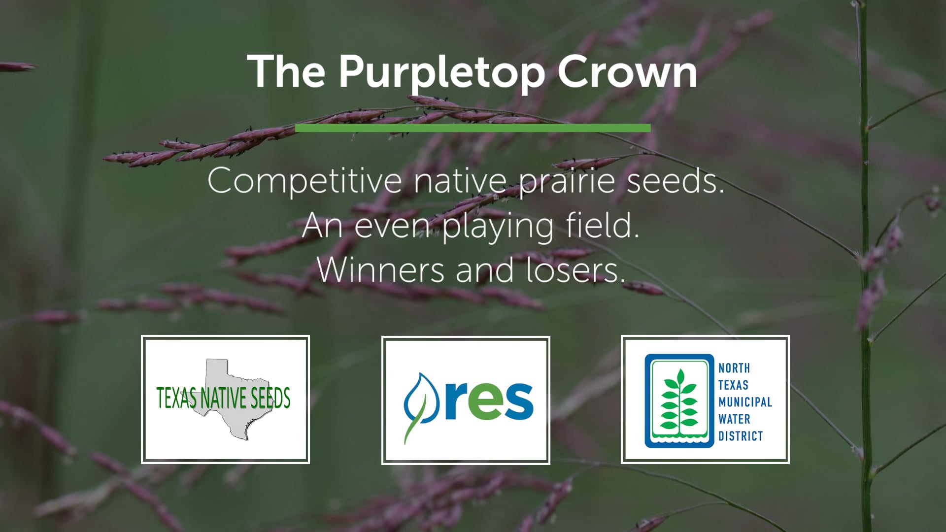 Purple Tridens Competition