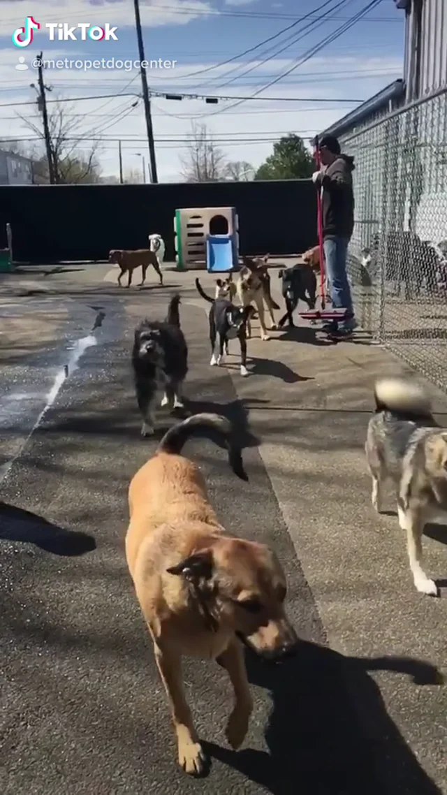 Metro Dog Daycare and Boarding