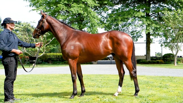 Lot 52
