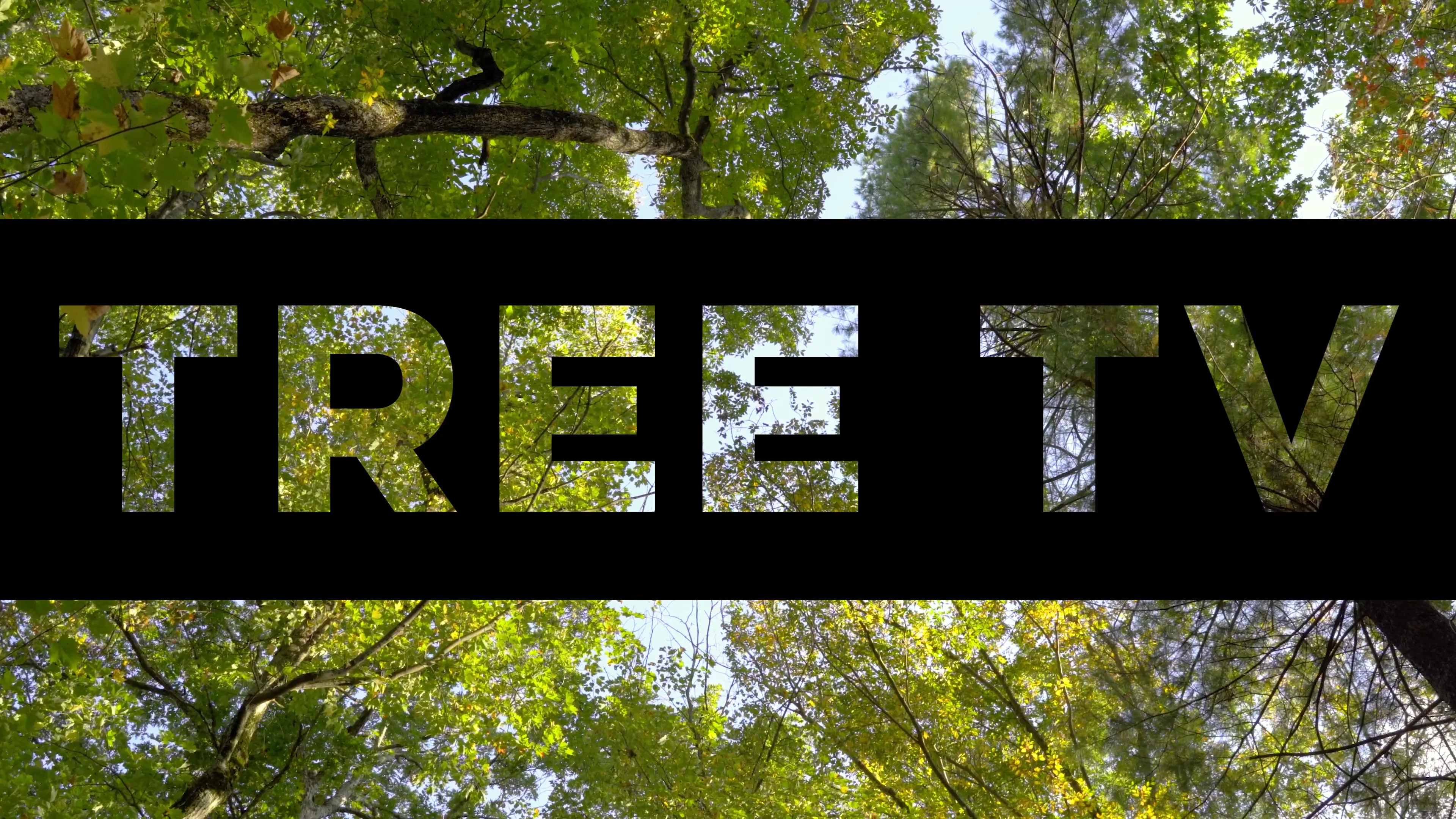 Tree TV: Episode 1 on Vimeo