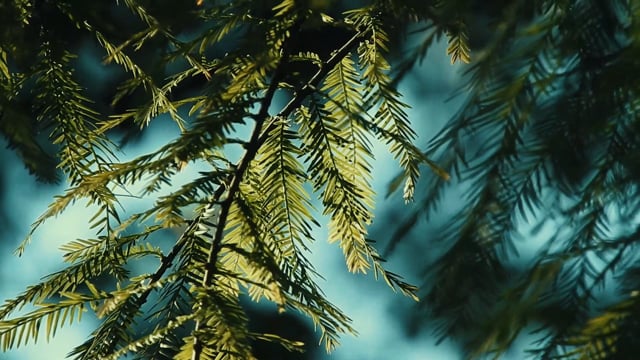 铁杉 针叶树 树叶 - Free video on Pixabay