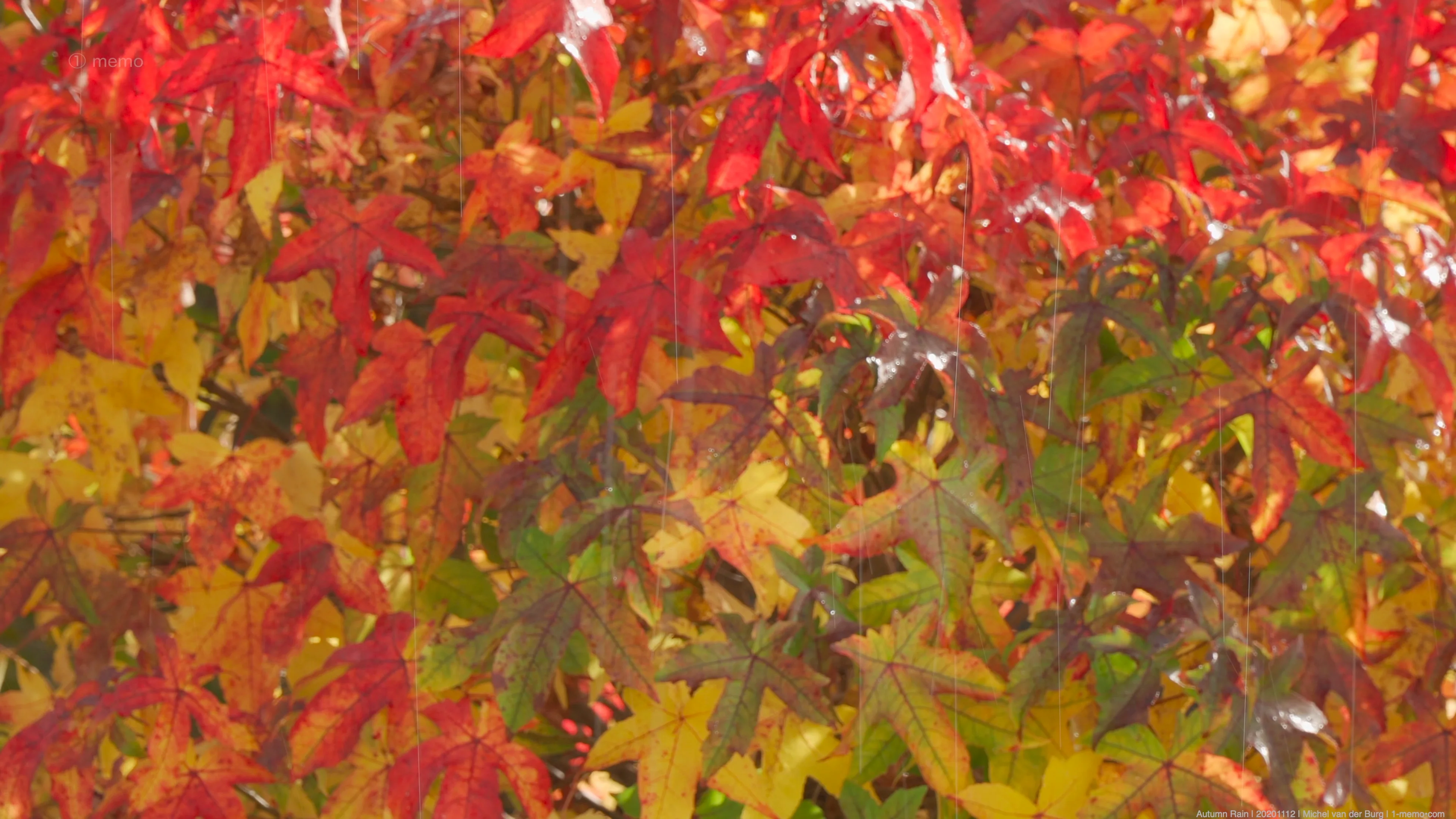 Autumn Rain | 20201112 on Vimeo