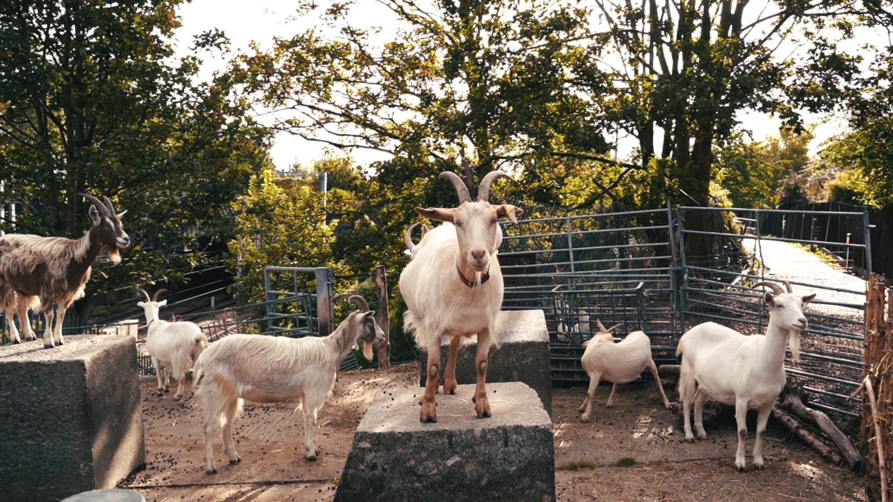 Consequences, a video by Jessica Jacobs and Emily O'Mara