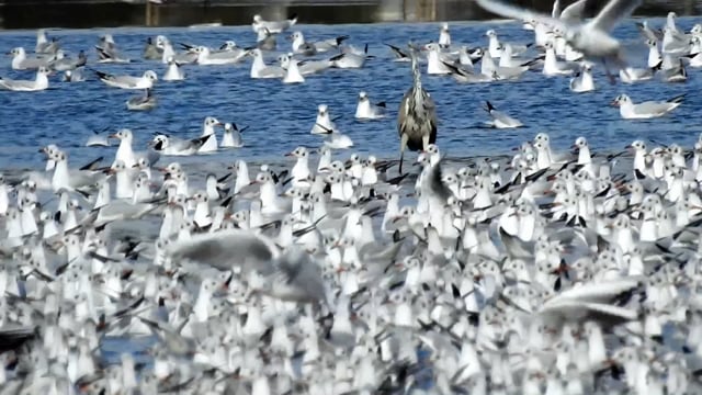 Heron Seagull Water - Free video on Pixabay