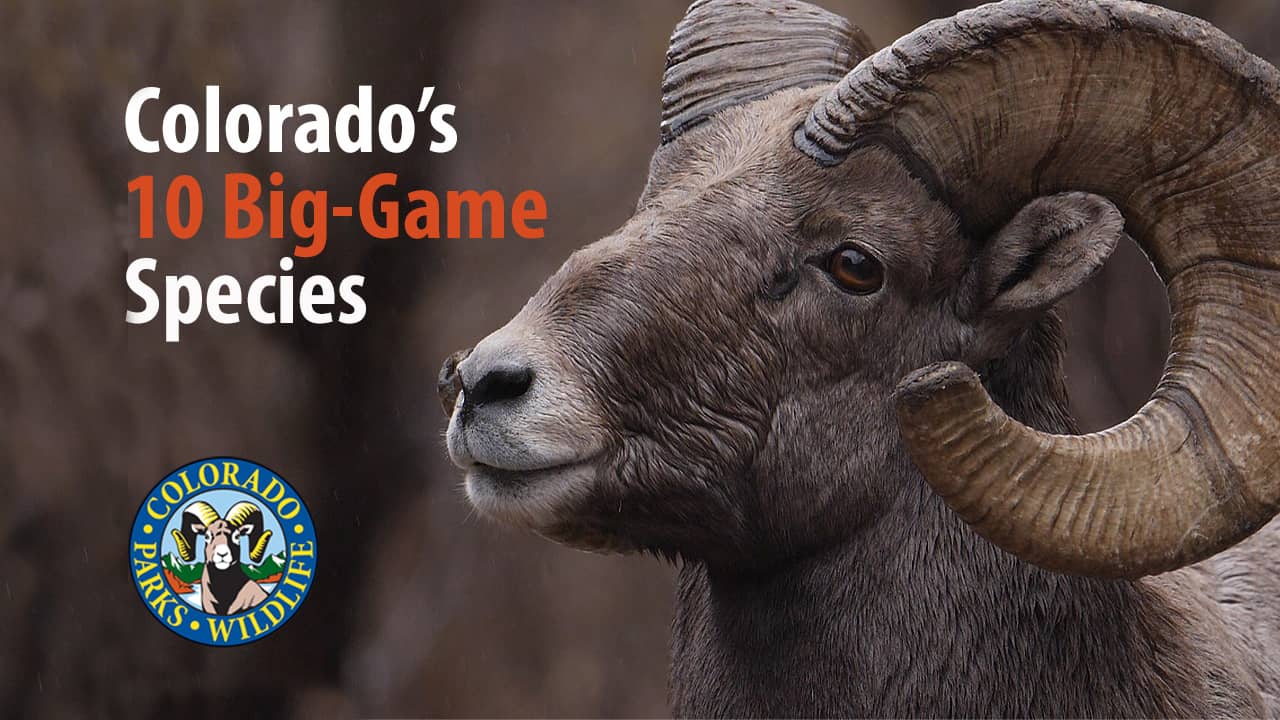 colorado-s-ten-big-game-species-on-vimeo