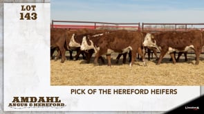 Lot #143 - PICK OF THE HEREFORD HEIFERS