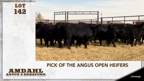 Lot #142 - PICK OF THE ANGUS OPEN HEIFERS