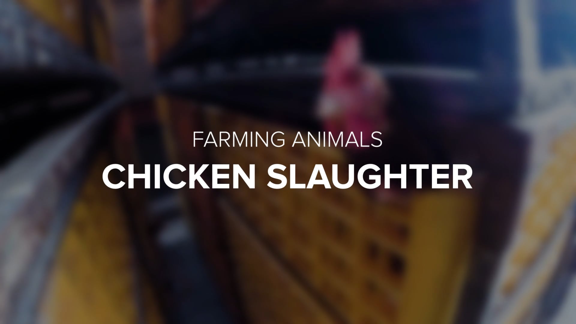 How are animals slaughtered in Australia?  Animals Australia