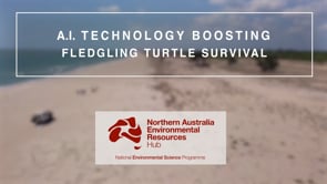 A.I. Technology boosting fledgling turtle survival on Cape York (video)