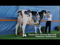 Vacas jóvenes en lactación hasta 36 meses