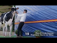 Novillas de 13 a 26 meses