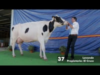 Vacas adultas en lactación de 5 anos ou máis