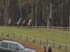 2020 Steeplechase at Callaway Gardens Race 7