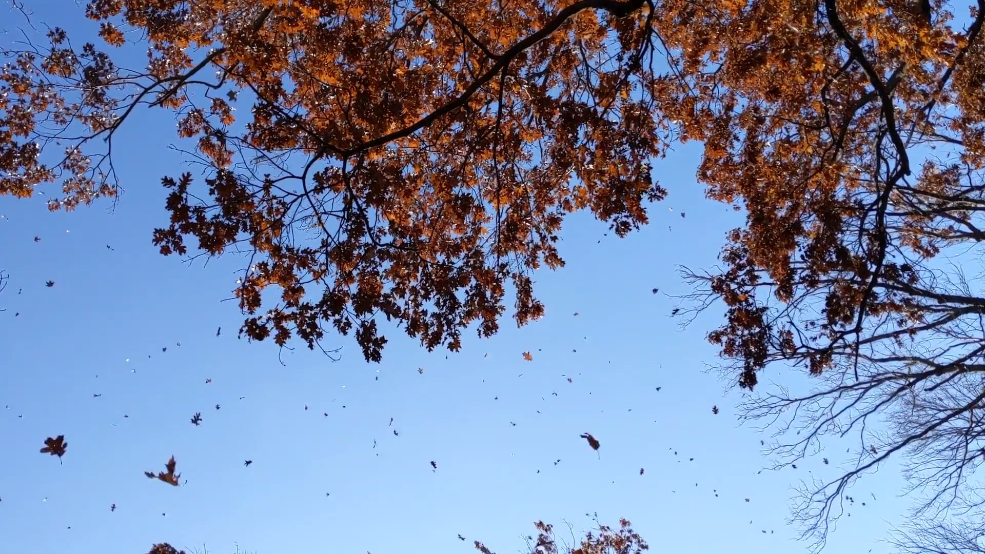 FALL on Vimeo