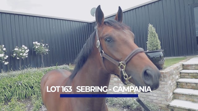 Lot 163