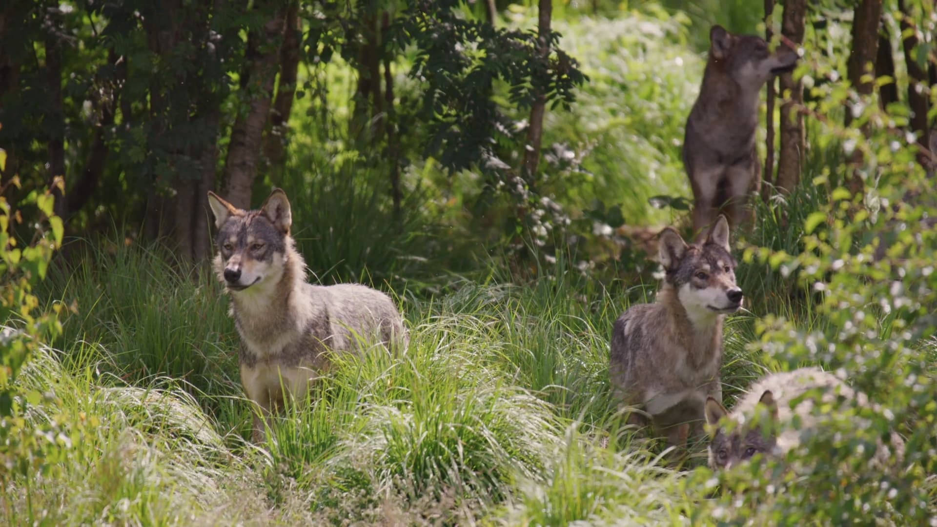 Europe's Secret Eden: Polesia