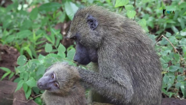 Tanzania, Lake Manyara National Park