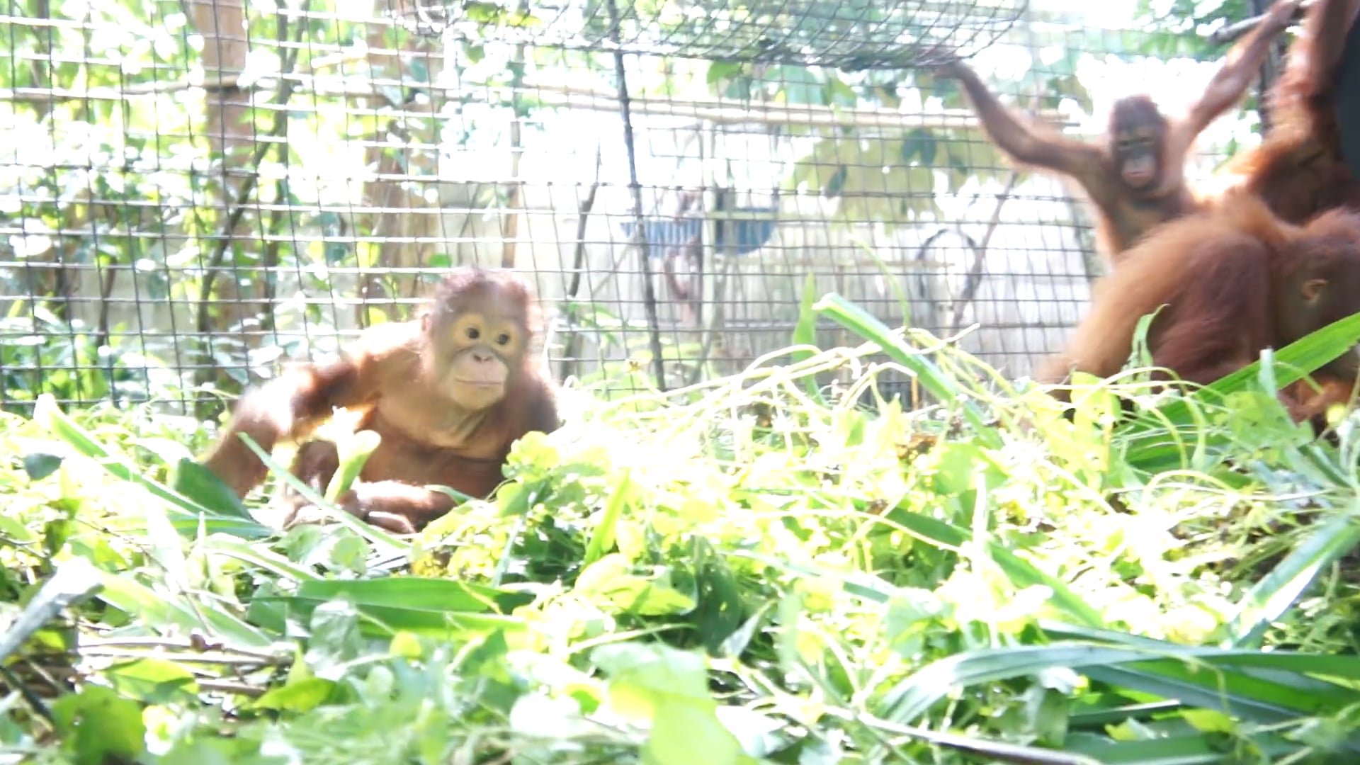 Victoria in the large baby enclosure in Sintang