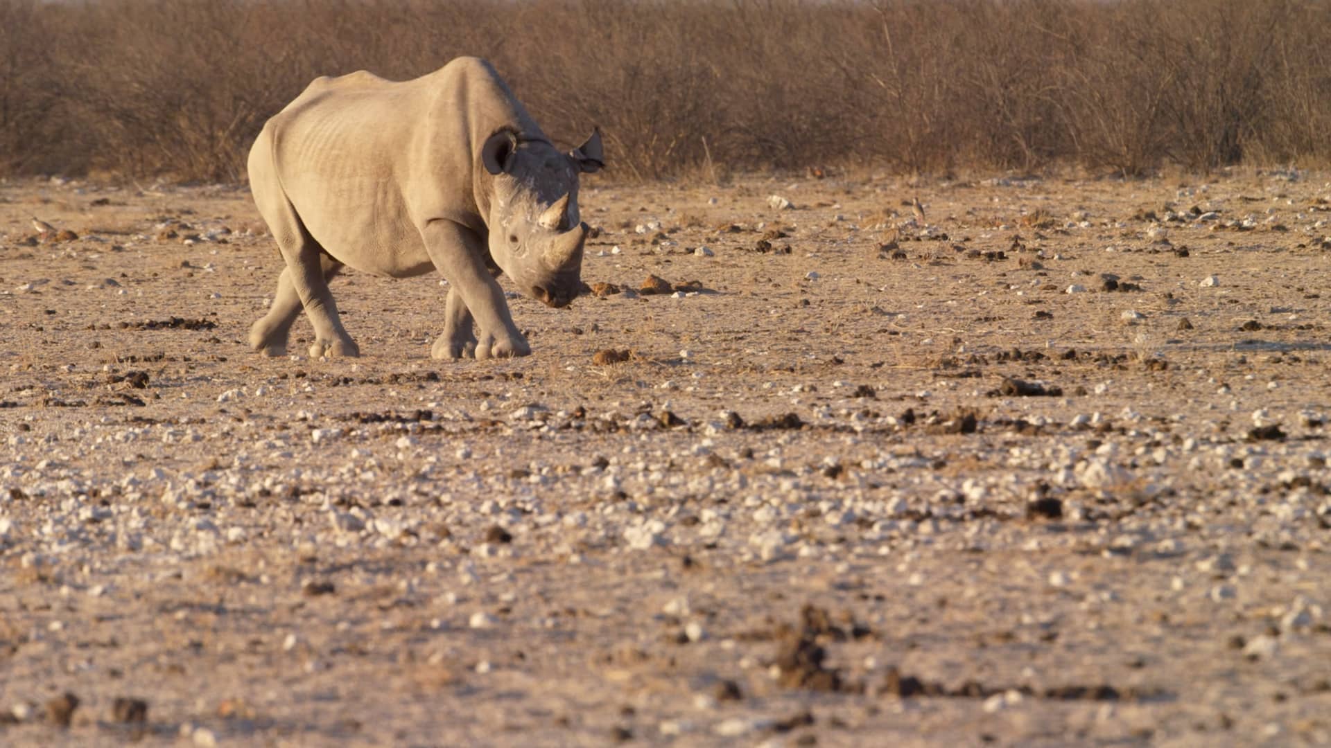 Lion Recovery Fund