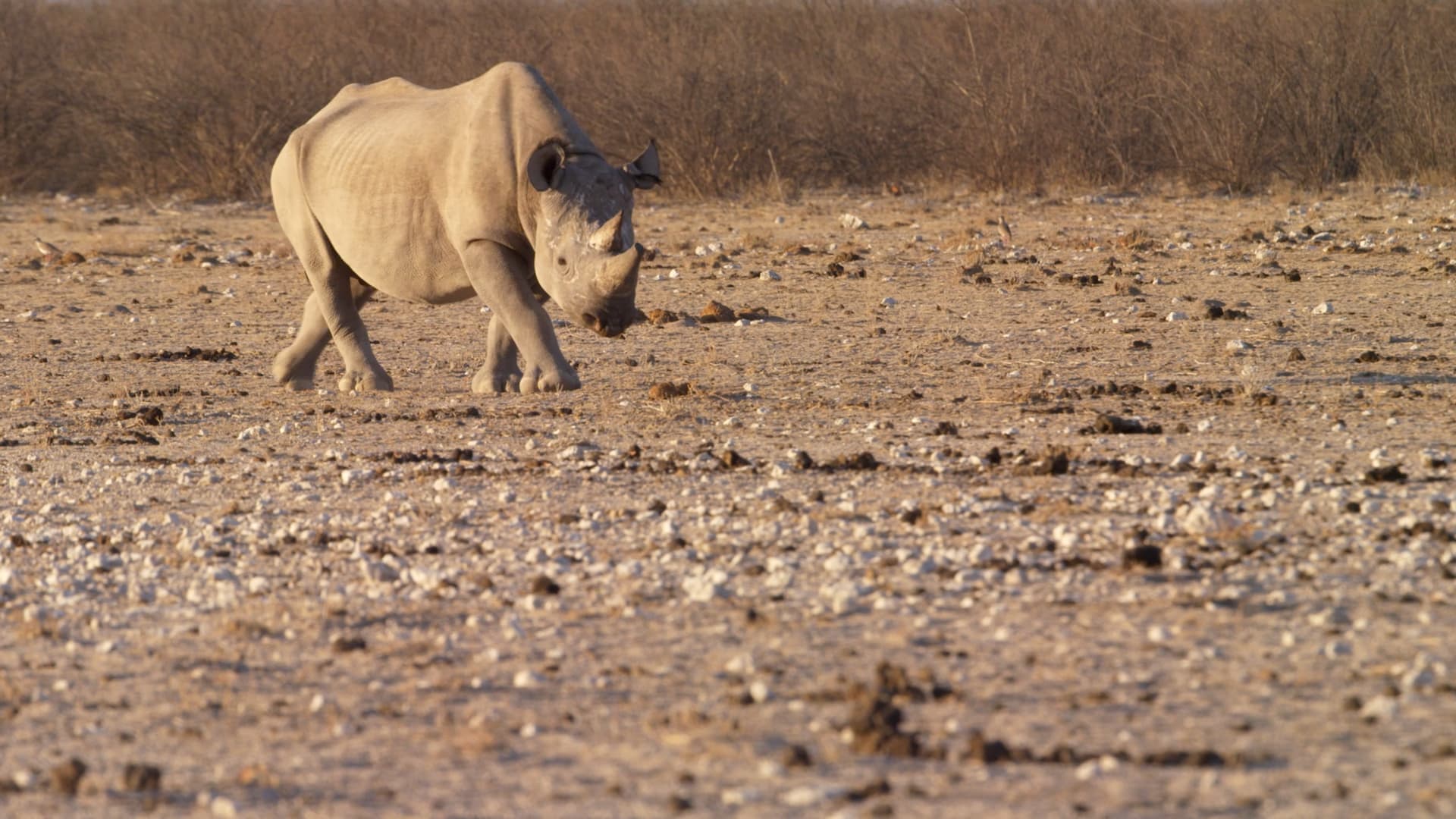 Lion Recovery Fund