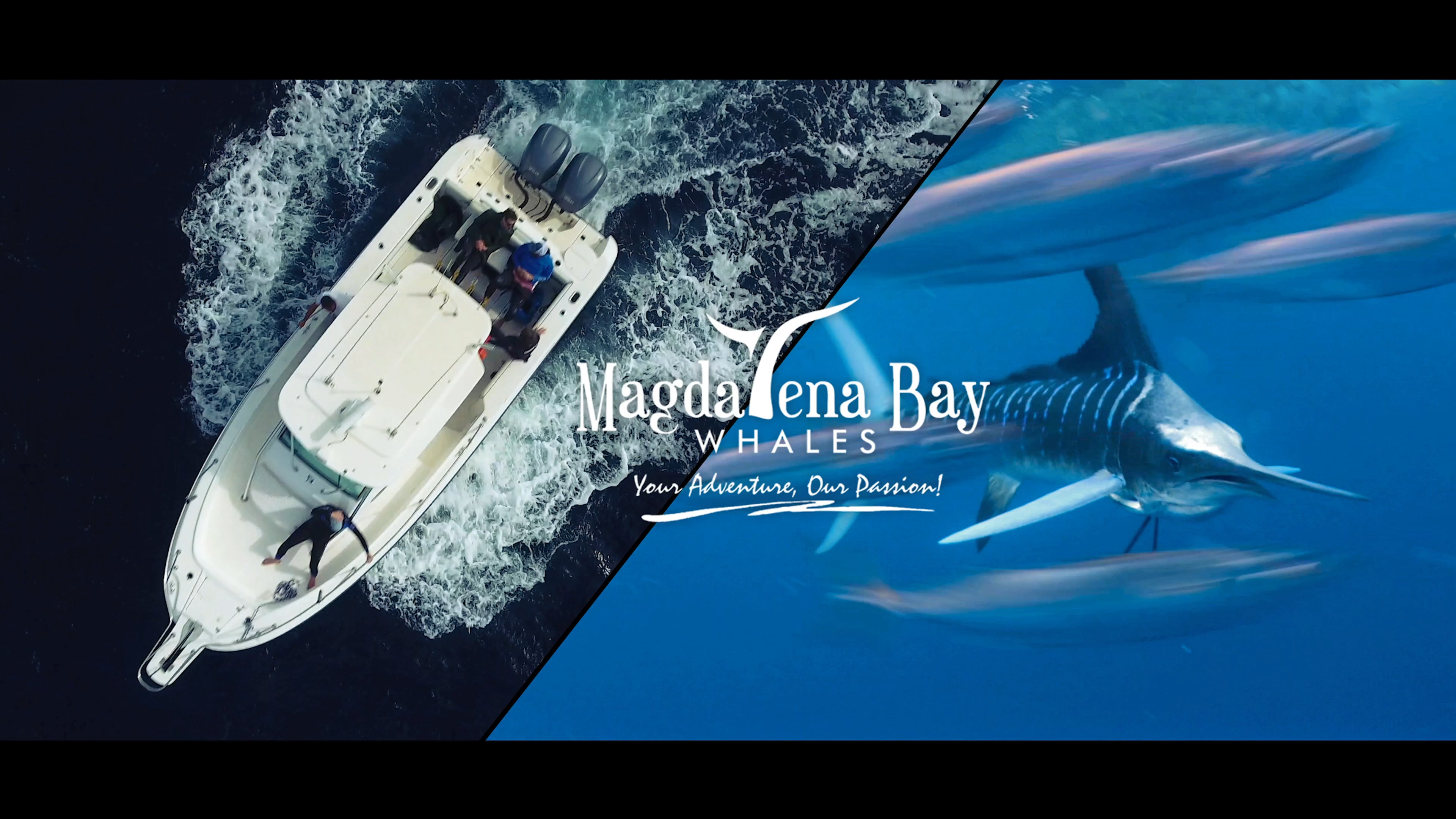Magdalena Bay | Striped Marlin Expedition