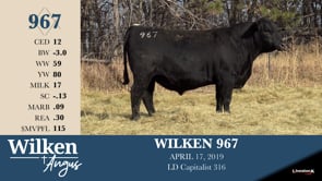 Lot #967 - WILKEN 967