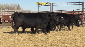 Lot #GROUP3 - GROUP 3 BRED FEMALES