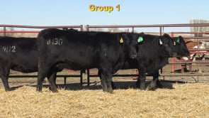 Lot #GROUP1 - GROUP 1 BRED HEIFERS