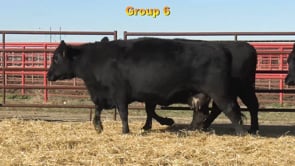 Lot #GROUP6 - GROUP 6 BRED FEMALES