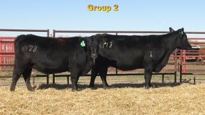 Lot #GROUP2 - GROUP 2 BRED HEIFERS