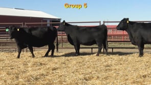 Lot #GROUP5 - GROUP 5 BRED FEMALES