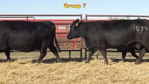 Lot #GROUP7 - GROUP 7 BRED HEIFERS