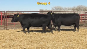 Lot #GROUP4 - GROUP 4 BRED FEMALES