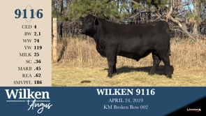 Lot #9116 - WILKEN 9116