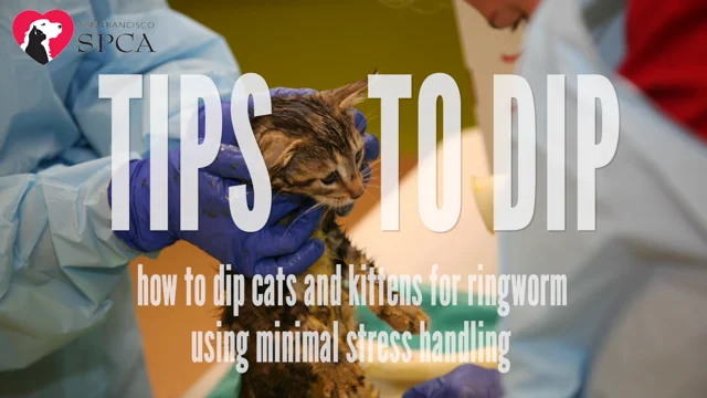 Topical ringworm shop treatment for cats