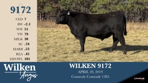 Lot #9172 - WILKEN 9172