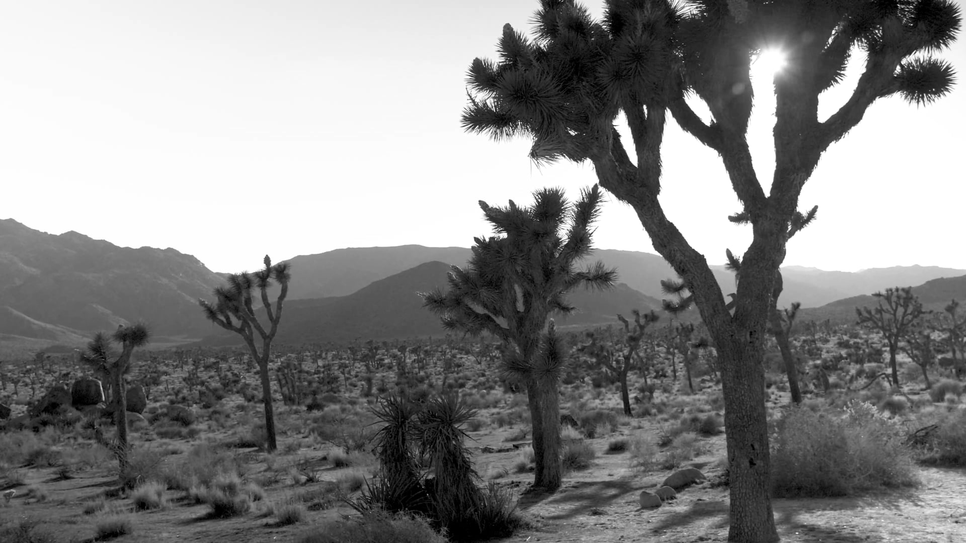 JoshuaTree4k