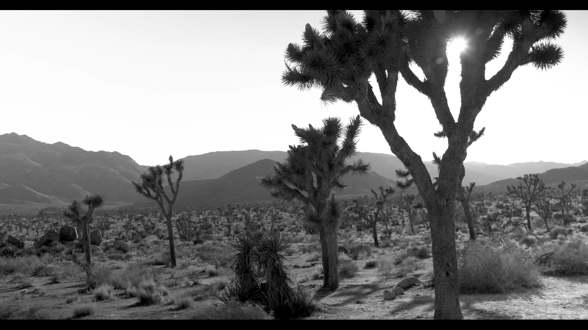JoshuaTree4k