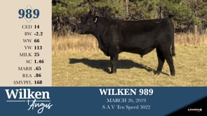 Lot #989 - WILKEN 989