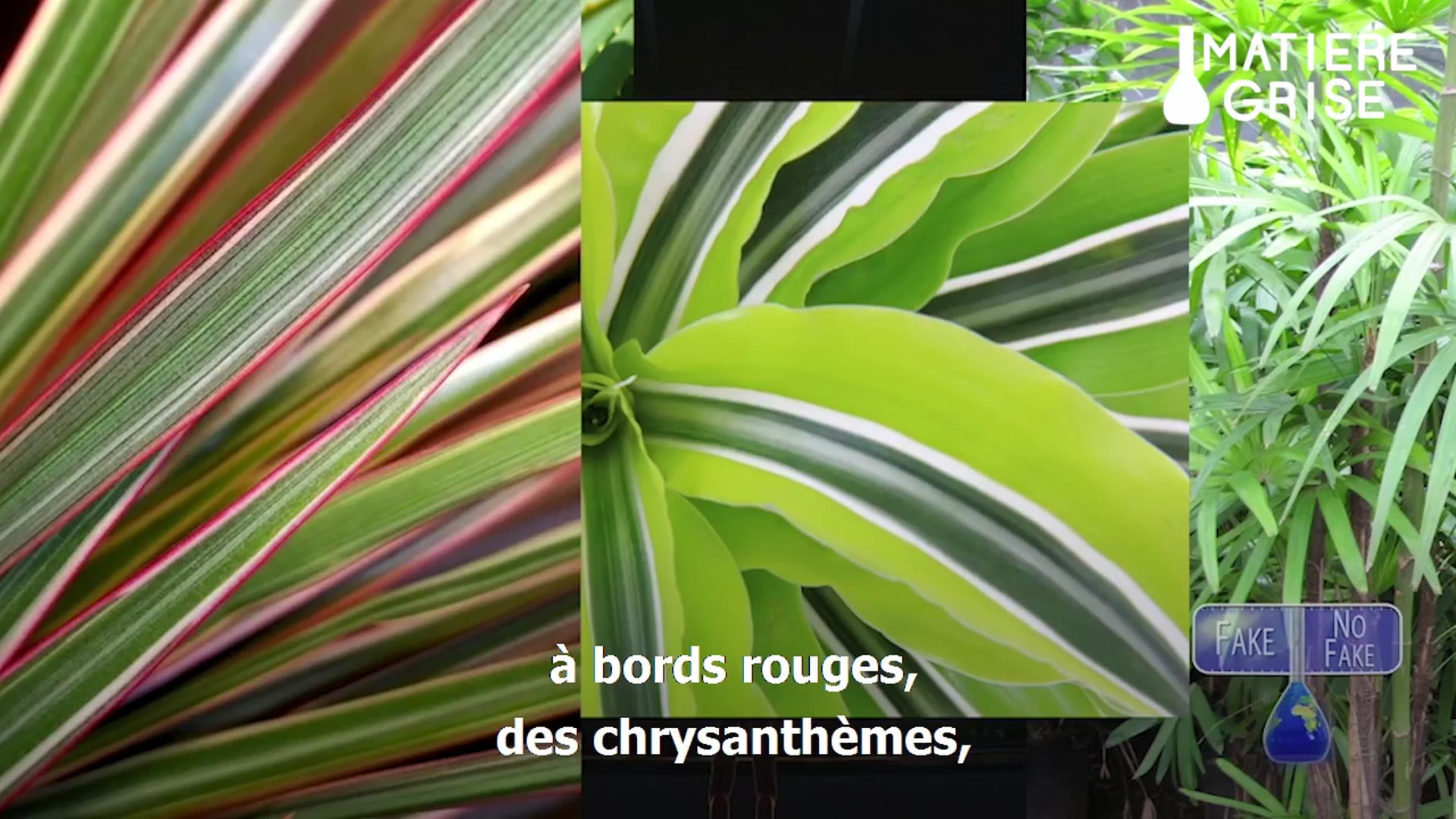 Matière Grise: Les plantes et l'oxygène