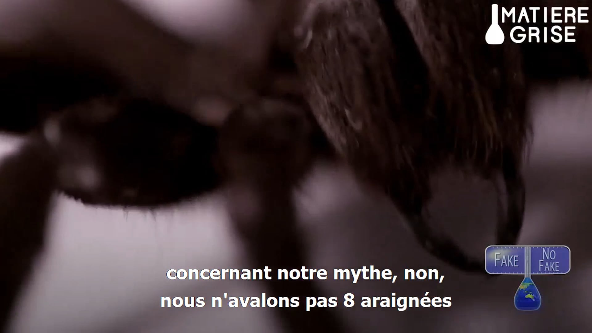 Matière Grise: Les araignées