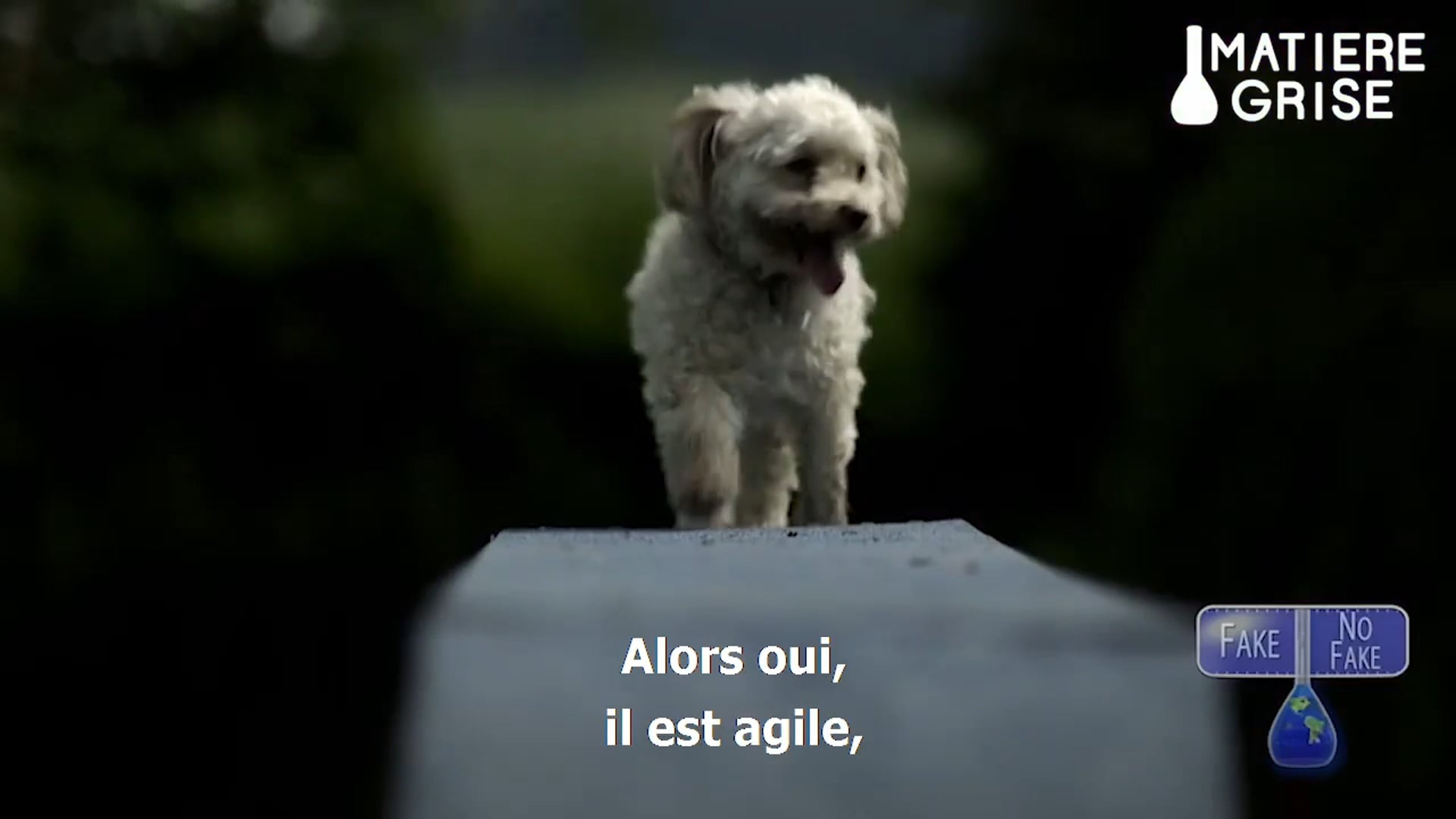 Matière grise: La vue des chiens